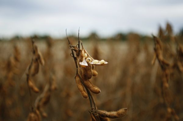 Safra de soja ainda  indefinida em Mato Grosso, comentam especialistas