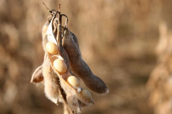 Preocupados com clima e crdito produtores de soja iniciam plantio dia 16 em Mato Grosso