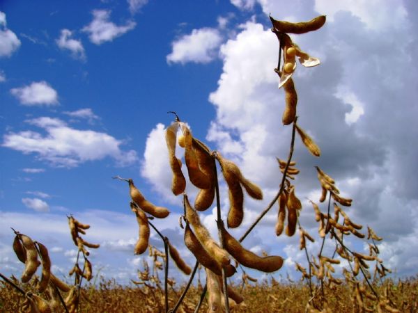 Produtor de Mato Grosso inclui clima no custo de produo da soja que chega a R$ 3,4 mil por hectare
