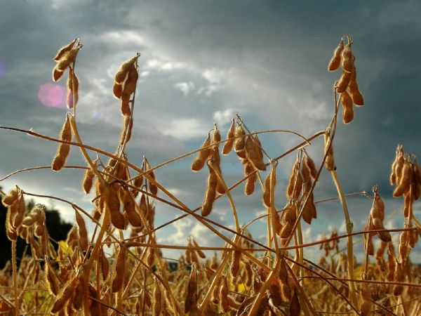 Colheita da soja atinge 11,49% da rea em Mato Grosso; plantio do milho 4,6%
