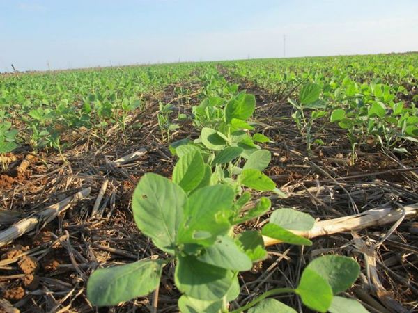 Prejuzos com seca no plantio da soja podem ultrapassar R$ 1 bilho em Mato Grosso