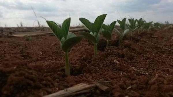 Soja em Mato Grosso ainda  castigada pela falta de chuva; quebra pode chegar a 20%