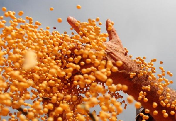 Mato Grosso deve produzir 11,7 milh�es t gr�os a mais que o vice Paran�