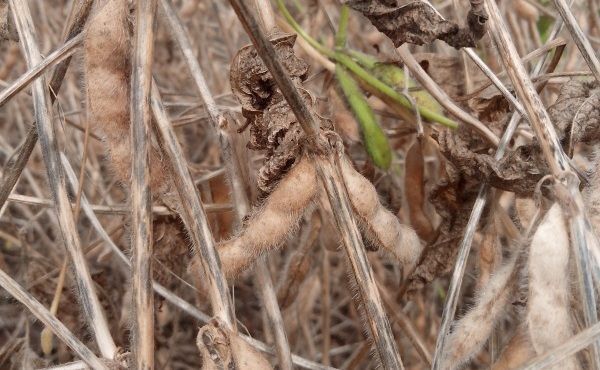 Uso de sementes piratas de soja dobrou em Mato Grosso nas ltimas duas safras