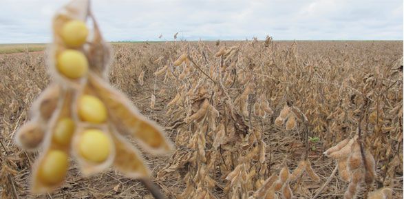 Soja: o gro que mais gera riquezas em Mato Grosso