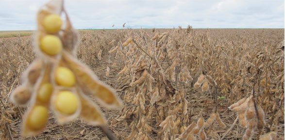 Entidades do agronegcio continuaro questionando patente de soja da Monsanto