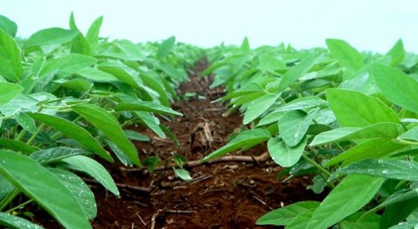 Lder na produo nacional de soja e milho, Mato Grosso lidera compra de fertilizantes no pas