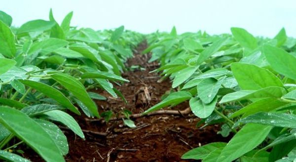 Redução da demanda para soja e milho safrinha contribuíram para jogas as vendas para baixo, diz a associação dos fabricantes