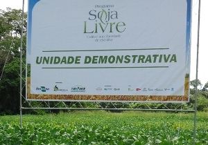 Soja Livre apresenta em Sorriso nesta sexta-feira 22 variedades