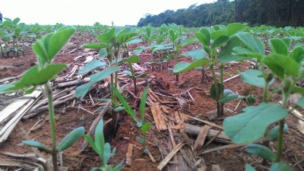 Plantio da soja em Mato Grosso pode terminar um ms mais cedo