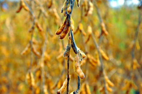Nematides podem causar perda de 5% at inviabilizar rea semeada