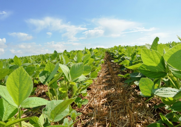 Estudo orienta sobre os riscos na utilizao e comercializao do agrotxico paraquate