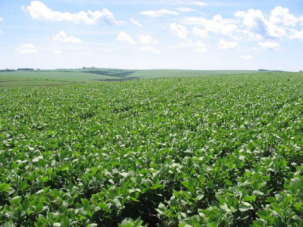 Ferrugem e fertilizantes atrasados devem adiar plantio