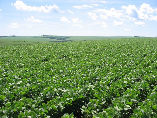 Ferrugem e fertilizantes atrasados devem adiar plantio