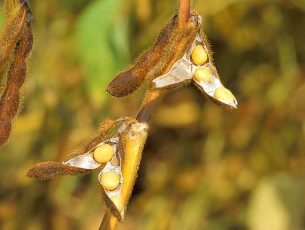 Com o incremento, a rea total de soja dever atingir os 8,28 milhes de hectares