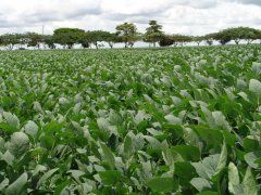 Brasil ultrapassa os EUA como maior produtor mundial de soja