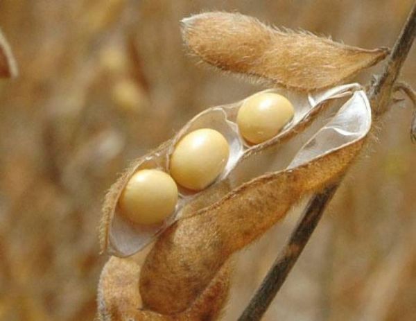 MT pode viver crise da safra 2004/2005 em novo ciclo; Plantio est� parado