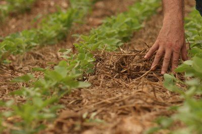 Mercado de soja do Brasil volta suas atenes s chuvas durante perodo de plantio