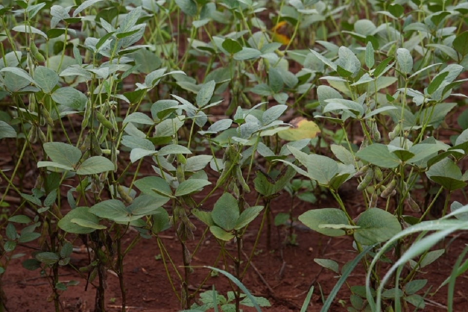 Associao aponta reduo de 21% na produtividade de soja em Mato Grosso