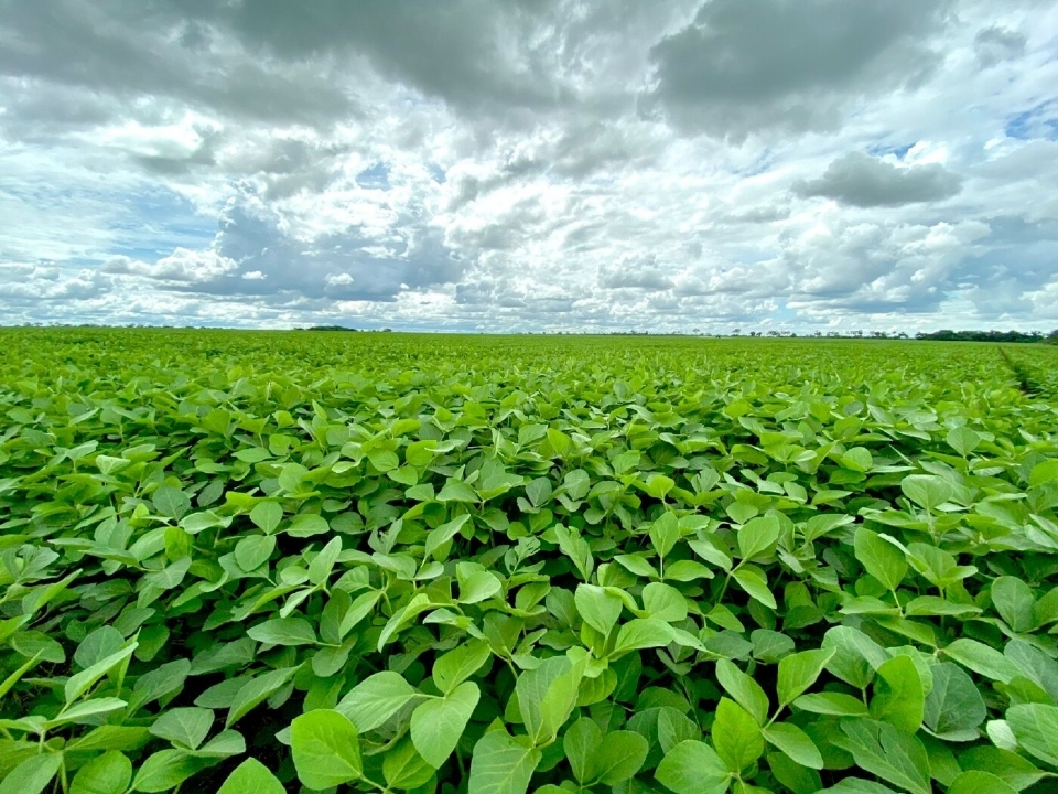 Aprosoja volta cobrar medidas do ministrio da Agricultura para conter crise no agro