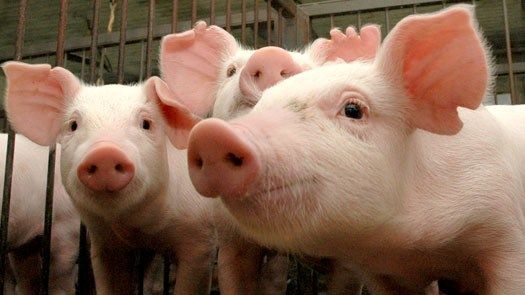 Exportaes de carne suna tm ganho de 12,6% em receita no primeiro semestre deste ano