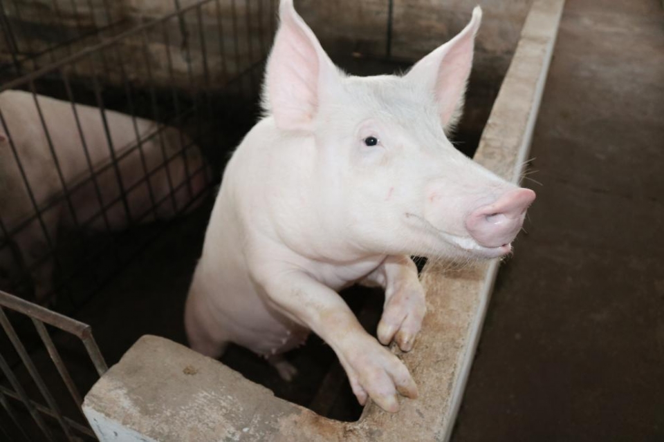 Rebanho de Mato Grosso segue livre da peste suna, atesta Indea