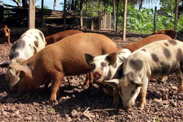 OIE aprova pedido de Mato Grosso para zona livre da peste suna clssica