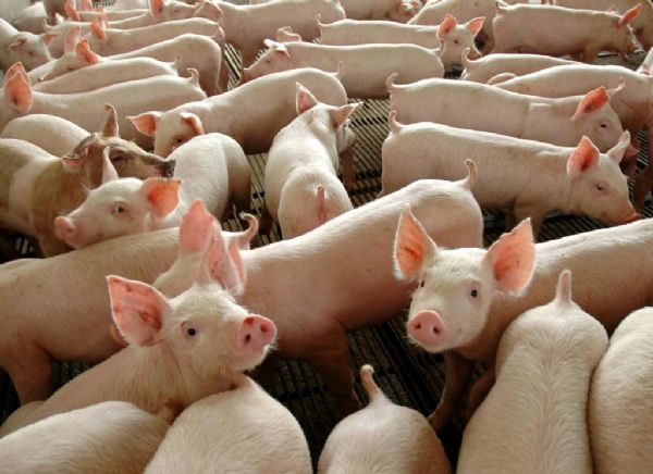 Aps 17 anos, Brasil retoma exportaes de carne suna para a frica do Sul