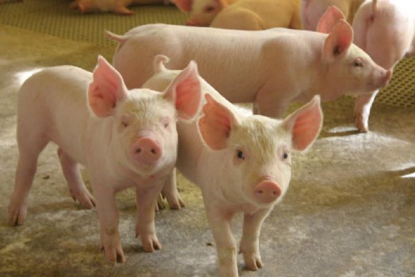 Suinocultores tem preju�zo de R$ 30 mi com a falta de emiss�o de GTA