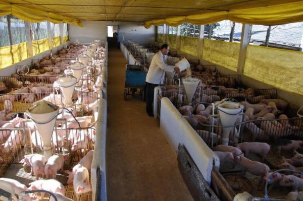 Pesquisador da Embrapa  designado para estudar a suinocultura de Mato Grosso