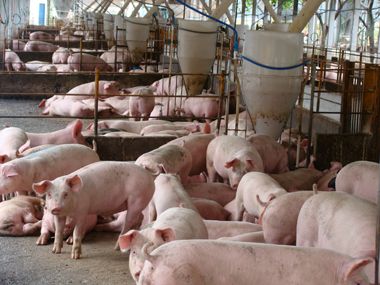 Salo da Carne Suna busca garantir espao no mercado e aumentar consumo