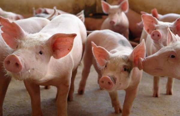 Alto custo de produo e baixo preo da carne voltam afetar a suinocultura em Mato Grosso