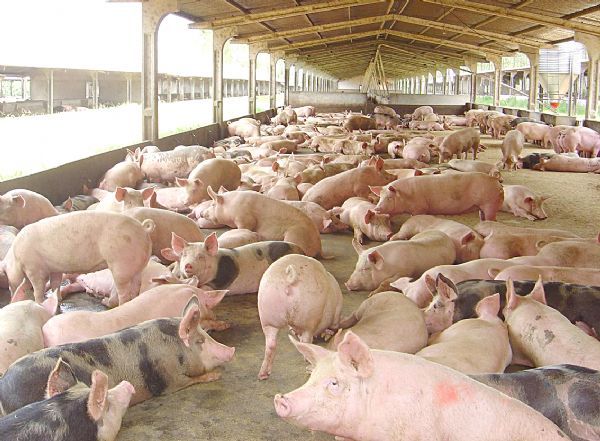 Certificao internacional de 'livre de peste suna clssica' abrir mercados para a carne de Mato Grosso