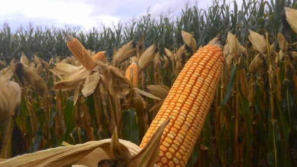 Clima leva produtores a 'frearem' vendas de milho em Mato Grosso