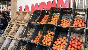 Cultivo protegido pode alavancar em 10 vezes a produtividade do tomate
