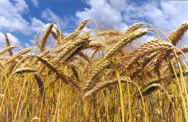 No PR, produtividade do trigo está 20% maior e o preço do grão subiu