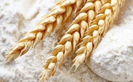 Estudo revela possibilidade de moer 200 t de trigo por dia em MT