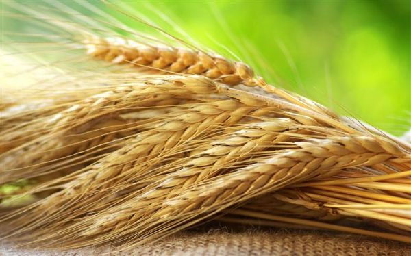 CTTrigo do Estado pede garantia de preo mnimo do trigo para Ministrio da Agricultura