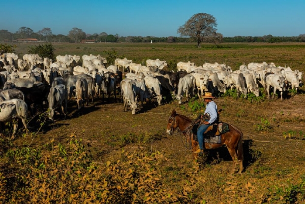 Governo de Mato Grosso investirá R$ 439,3 milhões em plano emergencial para recuperação pecuária no Pantanal