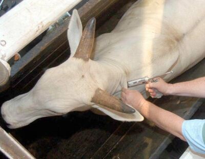 Rebanho bovino e bubalino: 2 etapa de vacinao prossegue em Rondnia e Amap