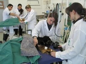 Mapa atualiza regras para emisso de guias de trnsito por veterinrios