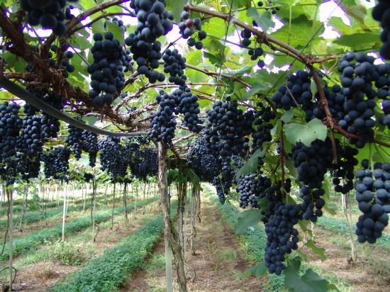 Vale dos Vinhedos recebe 1 registro de Denominao de Origem do Brasil