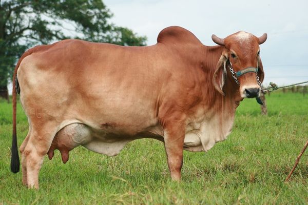 Produo de leite em Mato Grosso pode superar Minas Gerais nos prximos anos