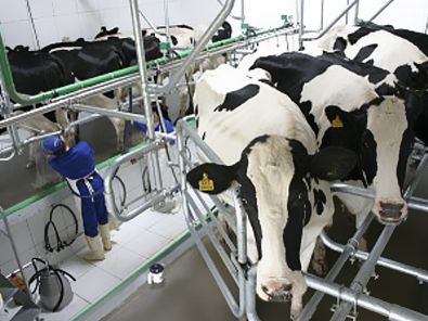 Enquanto leite integral sobe 1,7%, derivados chegam a apresenta 4,5% de queda em junho