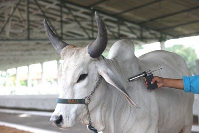 Pecuaristas de 11 fazendas utilizam notas falsas para comprovar vacina