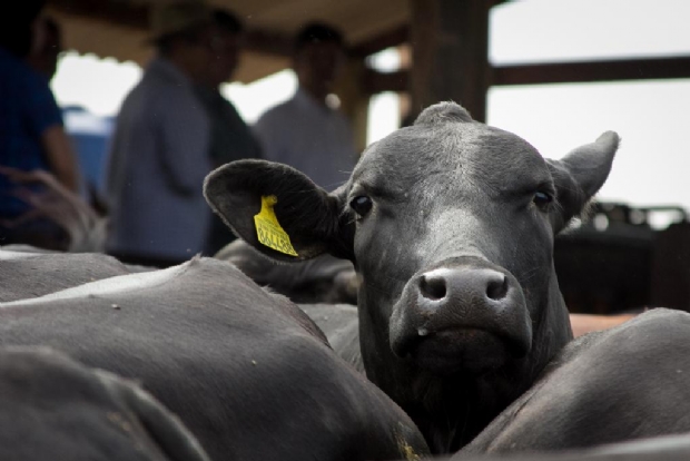 Campanha de vacinao contra a febre aftosa comea neste sbado em Mato Grosso