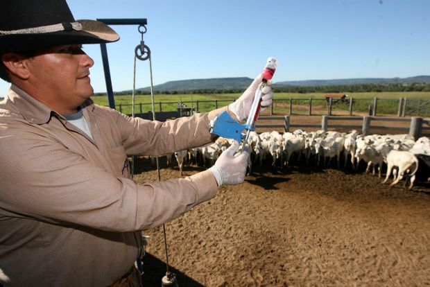 Ministrio da Agricultura reduz dose de vacina contra aftosa; reao levou Brasil a suspender embarques para os EUA