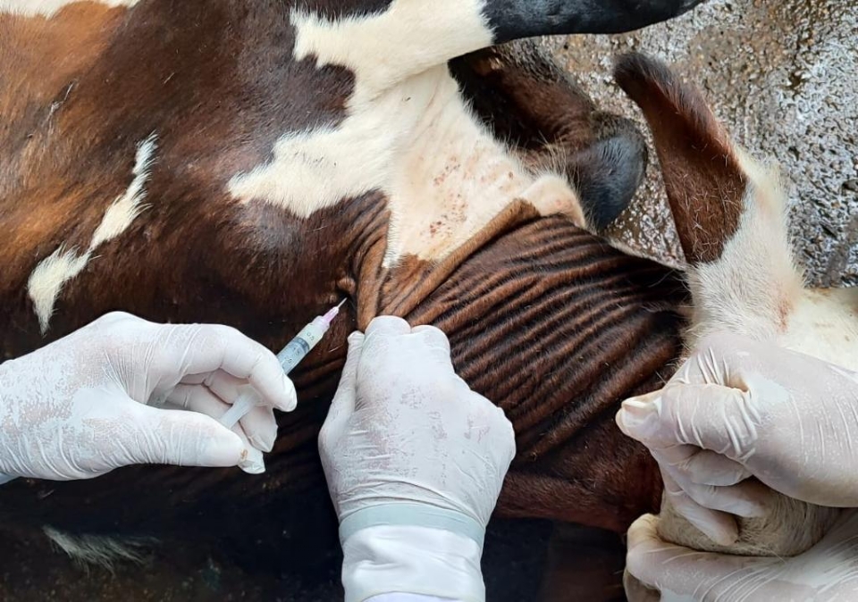 Obrigatoriamente s�o imunizadas bezerras bovinas e bubalinas de 3 a 8 meses de idade.