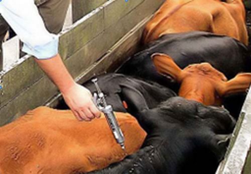 Indea promove treinamento gratuito para mdicos veterinrios autnomos no ms de julho; inscries abertas