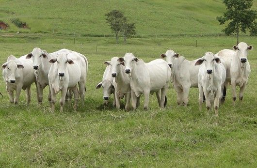 Mato Grosso conta com quatro representantes em nova diretoria da ABCZ